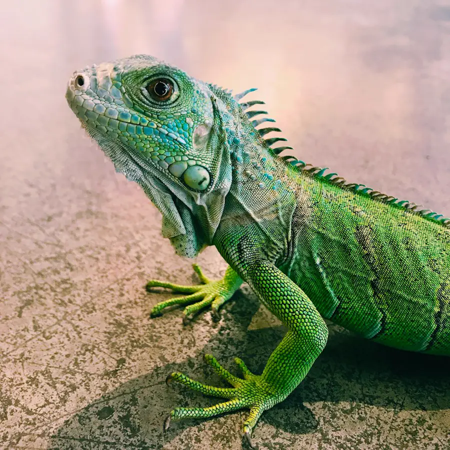 Kiwi, green iguana
